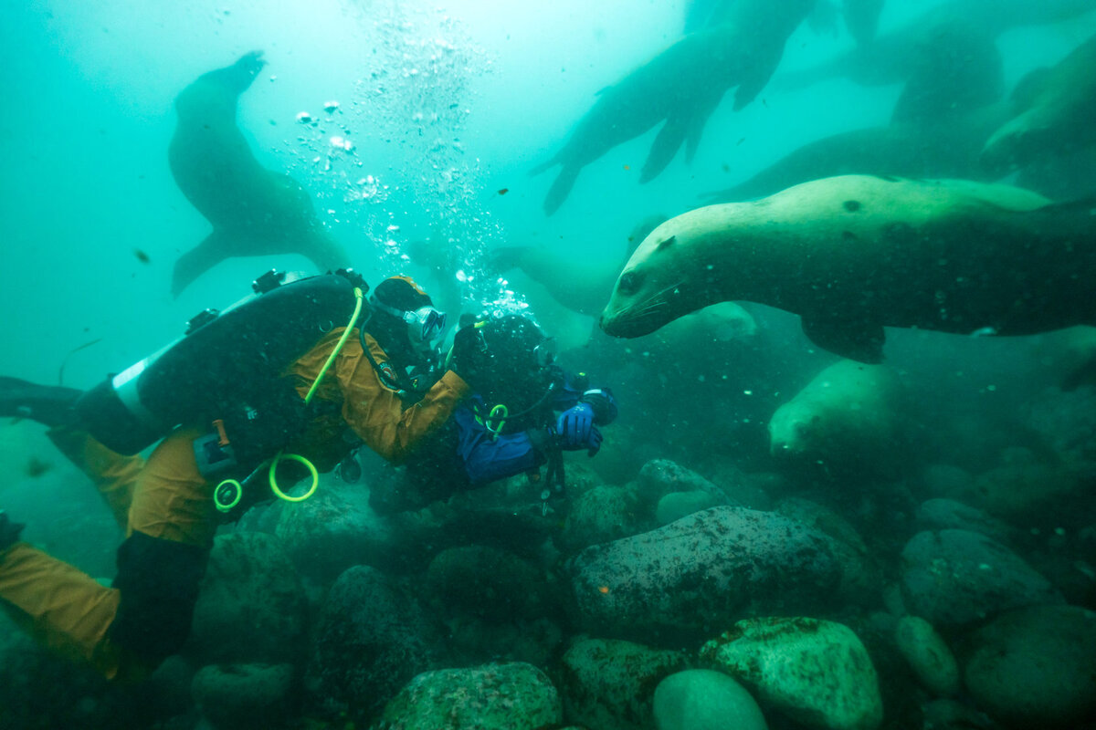 Исследование подводного мира Камчатки: дайвинг на Камчатке